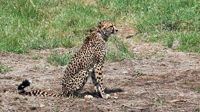 Earlier on Sunday, MoEFCC in a statement said all cheetah deaths were natural. (ANI) (HT_PRINT) Earlier on Sunday, MoEFCC in a statement said all cheetah deaths were natural. (ANI) (HT_PRINT)