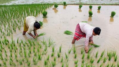 In September last year, India also banned the export of broken rice, but it has allowed exports to some countries (PTI)