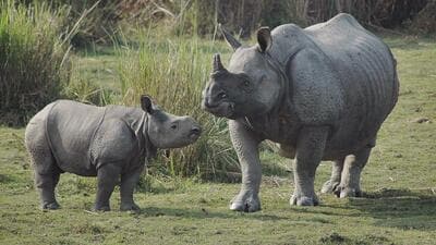One-horned rhinoceros. (AP Photo) One-horned rhinoceros. (AP Photo)