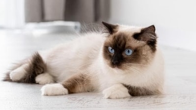 The Ragdoll cat is known for its benevolent and affectionate disposition (Shutterstock) The Ragdoll cat is known for its benevolent and affectionate disposition (Shutterstock)