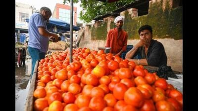The police have decided to step up the night duty in tomato growing areas. (HT Photo) The police have decided to step up the night duty in tomato growing areas. (HT Photo)
