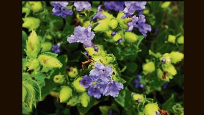 his year, the popular tourist spot promises to be an even bigger draw due to the Karvi flowers. (HT PHOTO) his year, the popular tourist spot promises to be an even bigger draw due to the Karvi flowers. (HT PHOTO)