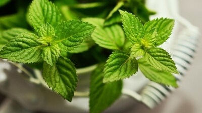 Peppermint/sage/parsley: The herbs parsley, sage, and peppermint are in a class called anti-galactagogues, because they are known to decrease breast milk production. (Pixabay) Peppermint/sage/parsley: The herbs parsley, sage, and peppermint are in a class called anti-galactagogues, because they are known to decrease breast milk production. (Pixabay)