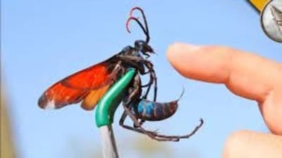 The infamous sting of this wasp scores a shocking 4 on the Schmidt Pain Index. The infamous sting of this wasp scores a shocking 4 on the Schmidt Pain Index.