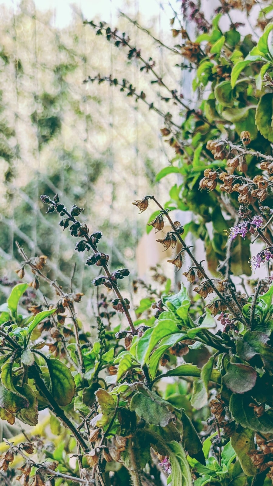 5_Medicinal_plants_to_grow_at_home