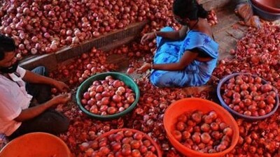 The onion buffer is being maintained by the department of consumer affairs under a price stabilization fund, which aims at effective market intervention to cool prices when availability plunges. (HT File) The onion buffer is being maintained by the department of consumer affairs under a price stabilization fund, which aims at effective market intervention to cool prices when availability plunges. (HT File)