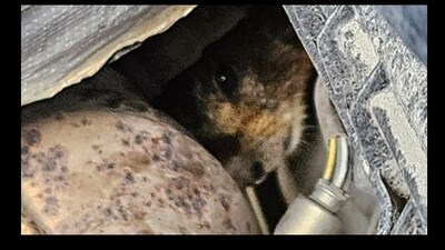 Snapshot of the marmot found stuck in the car engine compartment. (Facebook/@Lincoln Animal Control) Snapshot of the marmot found stuck in the car engine compartment. (Facebook/@Lincoln Animal Control)