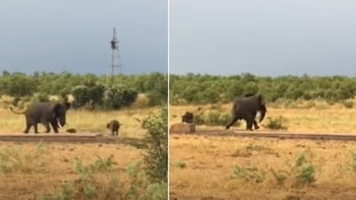 The image shows a baby buffalo charging towards an elephant. (YouTube/@Latestsightings) The image shows a baby buffalo charging towards an elephant. (YouTube/@Latestsightings)