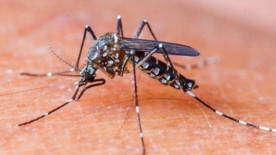 Unlike many viral infections, dengue virus (DENV) can be deadlier for you in case of repeat infection. (Representative Photo) Unlike many viral infections, dengue virus (DENV) can be deadlier for you in case of repeat infection. (Representative Photo)