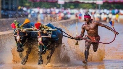 Kambala likley to be held in Bengaluru's Palace grounds this November. Details (Twitter) Kambala likley to be held in Bengaluru's Palace grounds this November. Details (Twitter)