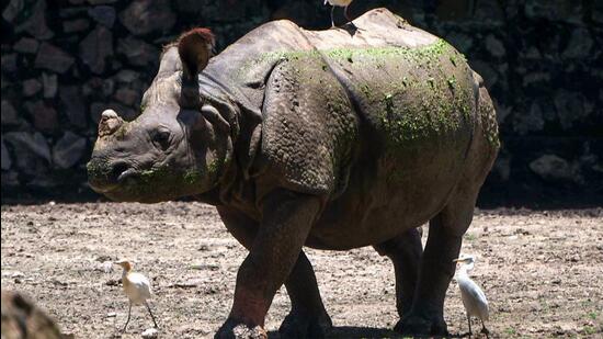 Jatindra Sarma at the Kaziranga National Park said the horn of the rhino was intact, which indicates that it was not a case of poaching (ANI)