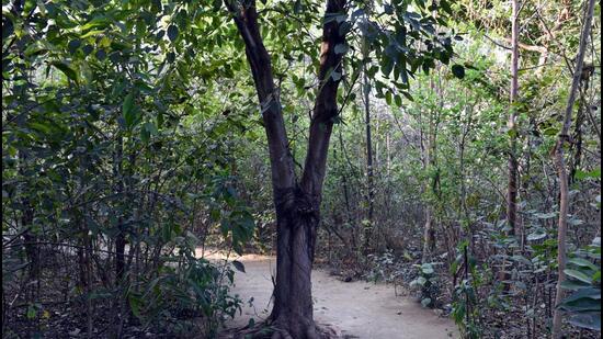 The Miyawaki forest technique was pioneered by Japanese botanist, Akira Miyawaki, and is believed to ensure faster plant growth which results in denser plantation. (HT PHOTO)