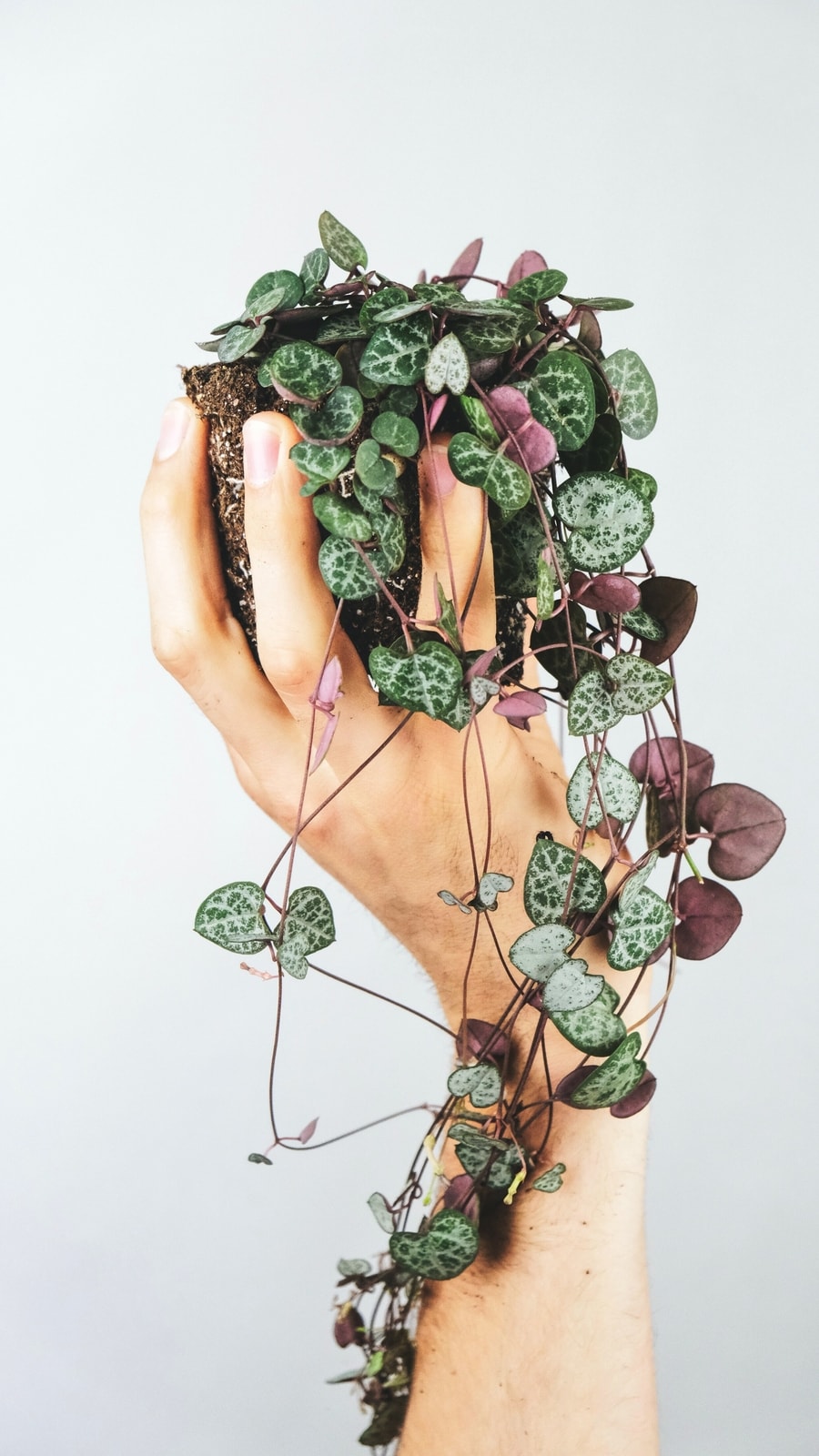 5_best_indoor_climber_plants