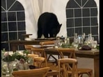 Bear crashes wedding in Colorado, USA.