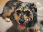 A Border Terrier travelled 160 kms to Geneva. A Border Terrier travelled 160 kms to Geneva.