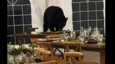 Bear crashes wedding in Colorado, USA. (Facebook/@Cailyn McRossie-Martinez) Bear crashes wedding in Colorado, USA. (Facebook/@Cailyn McRossie-Martinez)