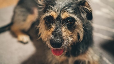 A Border Terrier travelled 160 kms to Geneva. ((Representational image/ Unsplash)) A Border Terrier travelled 160 kms to Geneva. ((Representational image/ Unsplash))