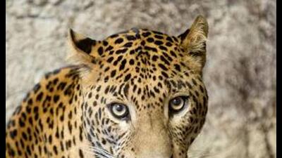 Leopard caged in Bijnor jungle, forest dept to transfer it to zoo (Pic for representation) Leopard caged in Bijnor jungle, forest dept to transfer it to zoo (Pic for representation)