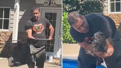 Homeowners in Florida have come under fire after an owl was found drowning in their pool, before being rescued (Strong Island Animal Rescue League/Facebook) Homeowners in Florida have come under fire after an owl was found drowning in their pool, before being rescued (Strong Island Animal Rescue League/Facebook)