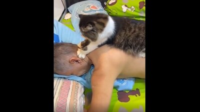 The image shows a cat giving a massage to its human. (Reddit/@westcoastcdn19) The image shows a cat giving a massage to its human. (Reddit/@westcoastcdn19)