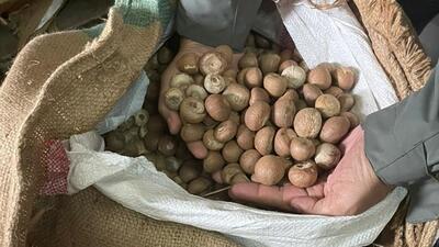 The seized areca nuts had been smuggled in two different cargos of quick lime lumps and gypsum powder from Dubai, UAE. (HT Photo)
