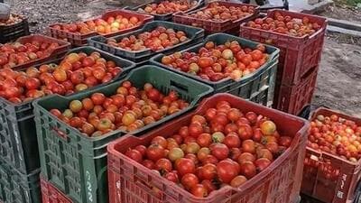 Tomatoes, the priciest vegetable in India, have been targetted by thieves. (File photo) Tomatoes, the priciest vegetable in India, have been targetted by thieves. (File photo)
