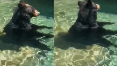 The image shows a bear chilling in a pool. (Instagram/@fortworthzoo) The image shows a bear chilling in a pool. (Instagram/@fortworthzoo)