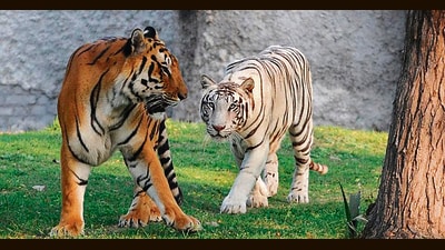 With the cub’s death, the count of tigers at Chhatbir zoo has come down to seven. (HT Photo)