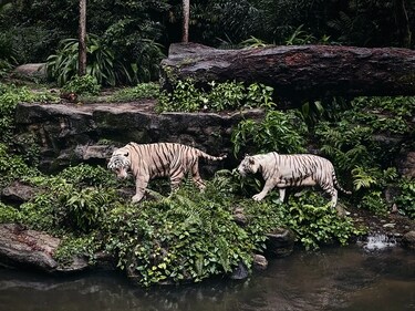 These award-winning wildlife attractions offer a chance to see animals in naturalistic habitats, both during the day and at night. (Photo by Kyan Ng on Unsplash)