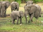 World Elephant Day is the vehicle by which organizations and individuals can rally together to give voice to the issues threatening elephants. 