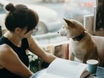 pets
