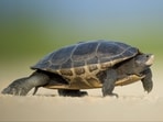 The gym manager safely escorted the turtle out of the gym. 