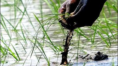 A farmer sows paddy in a field. (HT File Photo)