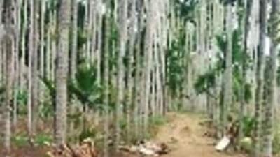A man destroys 800 areca nut saplings of a farmer after he refused his marriage proposal. (HT Archives) A man destroys 800 areca nut saplings of a farmer after he refused his marriage proposal. (HT Archives)