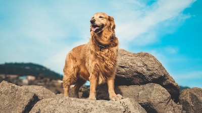 A golden retriever saved a 4-year-old boy from a bear. (Unsplash) A golden retriever saved a 4-year-old boy from a bear. (Unsplash)