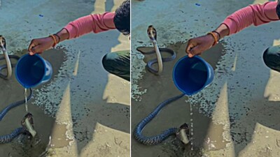 The image shows a man pouring water over two cobras. (Instagram/@sintu_snake_saver_up22) The image shows a man pouring water over two cobras. (Instagram/@sintu_snake_saver_up22)