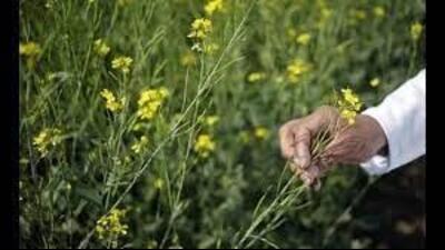 Punjab farmers to get MSP on sarson next year: Agri director (ht file) Punjab farmers to get MSP on sarson next year: Agri director (ht file)