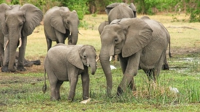 World Elephant Day is the vehicle by which organizations and individuals can rally together to give voice to the issues threatening elephants. (Pixabay) World Elephant Day is the vehicle by which organizations and individuals can rally together to give voice to the issues threatening elephants. (Pixabay)