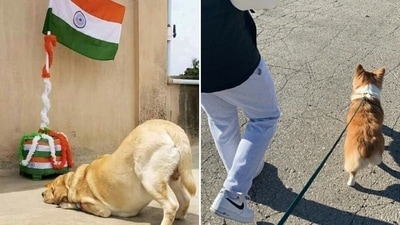 Considering Independence Day is all about celebrating the spirit of freedom, do things that will make your pet feel free and happy. (Pinterest) Considering Independence Day is all about celebrating the spirit of freedom, do things that will make your pet feel free and happy. (Pinterest)