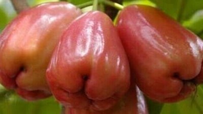 Packed with antioxidants like quercetin, gallic acid, and tannins, water apples help neutralize harmful free radicals, reducing oxidative stress and inflammation in the body. (Pinterest) Packed with antioxidants like quercetin, gallic acid, and tannins, water apples help neutralize harmful free radicals, reducing oxidative stress and inflammation in the body. (Pinterest)