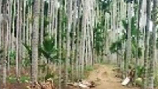 A man destroys 800 areca nut saplings of a farmer after he refused his marriage proposal. (HT Archives)