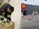 The image shows a rescuer searching for a Brazilian wandering spider in a banana box. The image shows a rescuer searching for a Brazilian wandering spider in a banana box.
