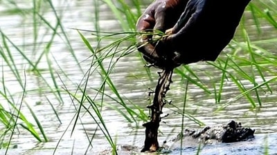 The PMKSK initiative is proving to be a game changer in empowering the farmers and strengthening the backbone of the nation’s economy. (HT File Photo) The PMKSK initiative is proving to be a game changer in empowering the farmers and strengthening the backbone of the nation’s economy. (HT File Photo)