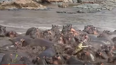 The image captures a moment from a fight between a crocodile and a group of hippos. (YouTube/@Latest Sightings) The image captures a moment from a fight between a crocodile and a group of hippos. (YouTube/@Latest Sightings)