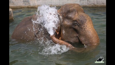 Bhola enjoying his time inside the enclosure’s pool and taking a refreshing bath Wildlife SOS Elephant Conservation and Care Centre in Mathura. (sourced)