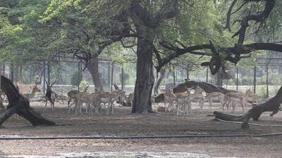 Delhi Zoo will also carry out exchange of deer species which is aimed at reducing inbreeding. (File photo)