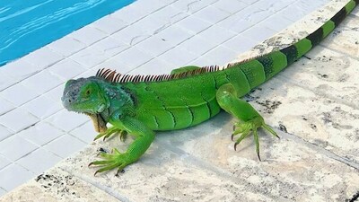 An iguana was found in someone's toilet. (Unsplash) An iguana was found in someone's toilet. (Unsplash)