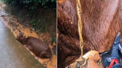The image shows a cow stuck in mud. (Instagram/@anny.arun) The image shows a cow stuck in mud. (Instagram/@anny.arun)