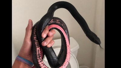Snapshot of the snake that was rescued from a toilet. (Facebook/@Rattlesnake Solutions) Snapshot of the snake that was rescued from a toilet. (Facebook/@Rattlesnake Solutions)