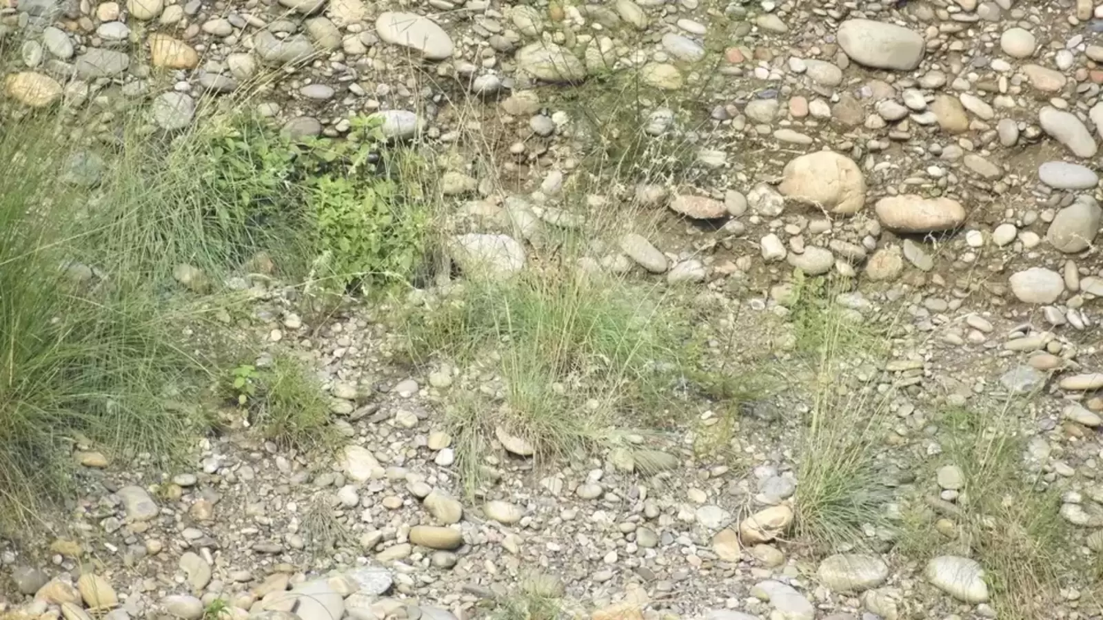 There's an owl hidden in this picture. Can you spot it in 5 seconds? | Trending - Vimarsana News